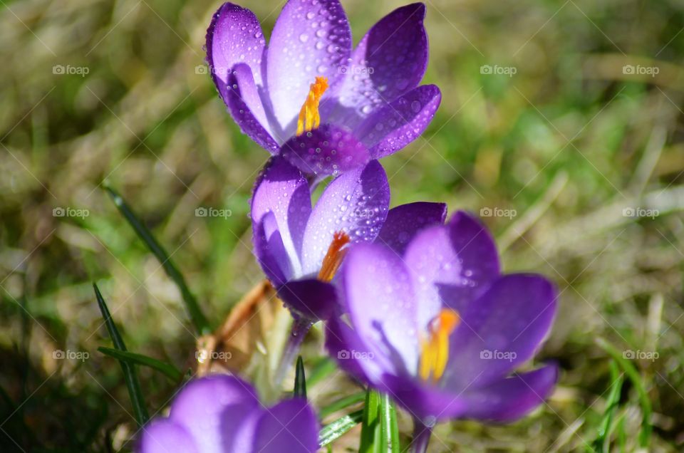 Flowers in the garden