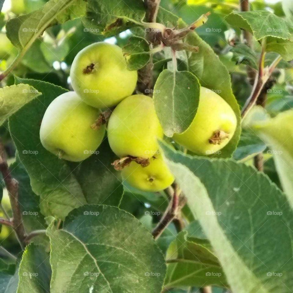 Apple tree