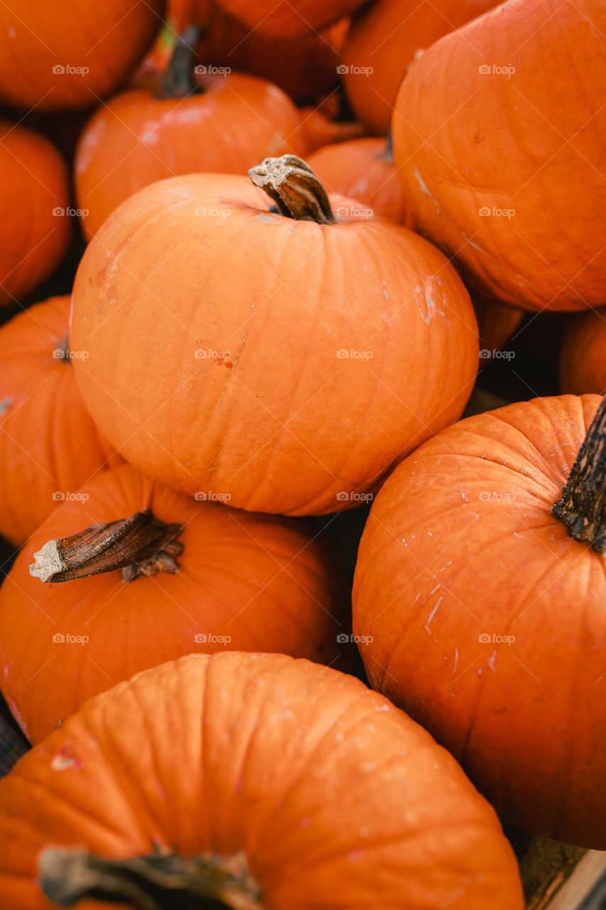 Halloween pumpkins 