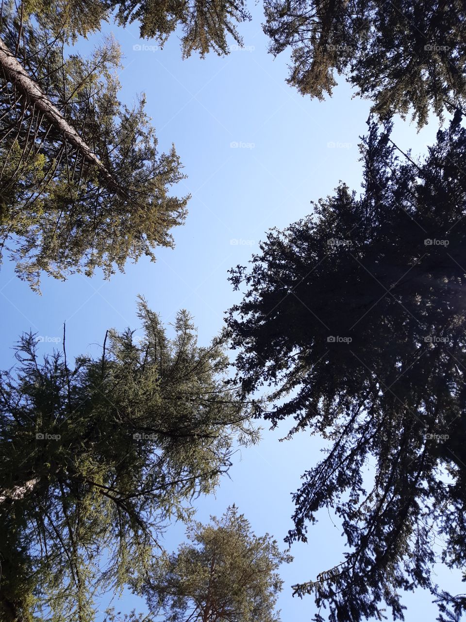 photo of the high pines taking from the ground