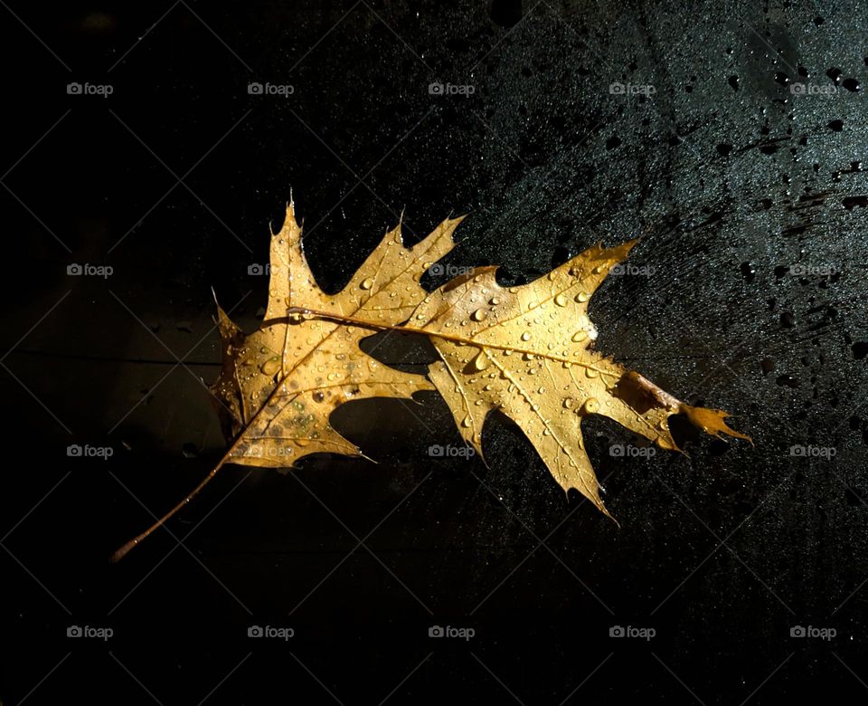 Golden leaves after the rain