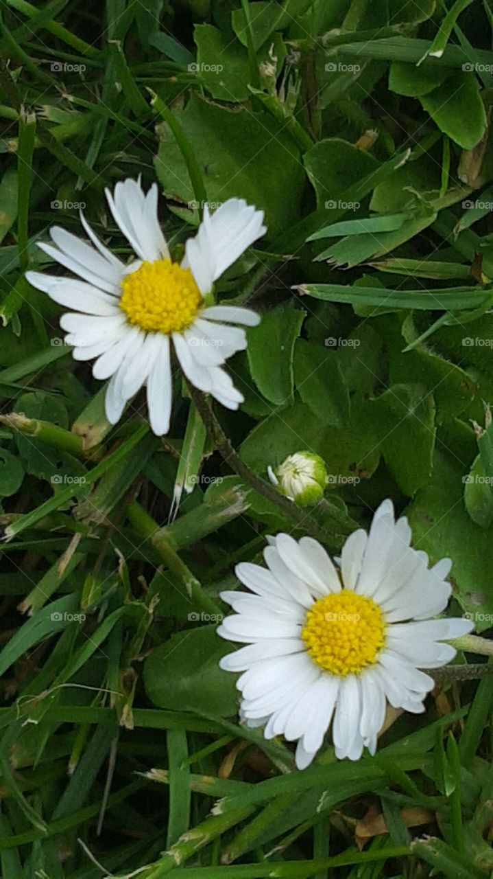 High angle view of daisy flowers