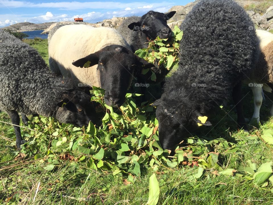 Close-up of sheep grazing