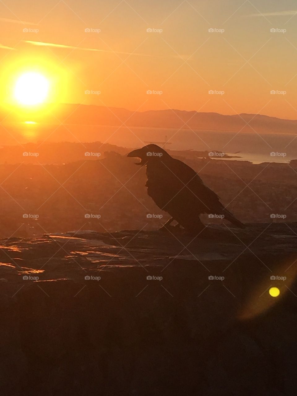A raven silhouette at sunrise with bright oranges and the San Francisco Bay below 