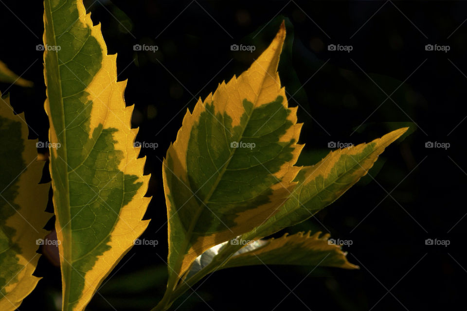 nature closeup leaves backlight by resnikoffdavid