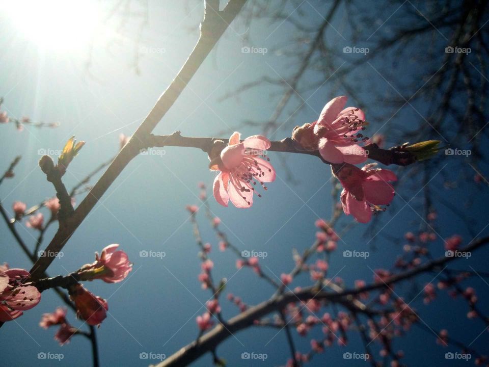 flower, flowering tree