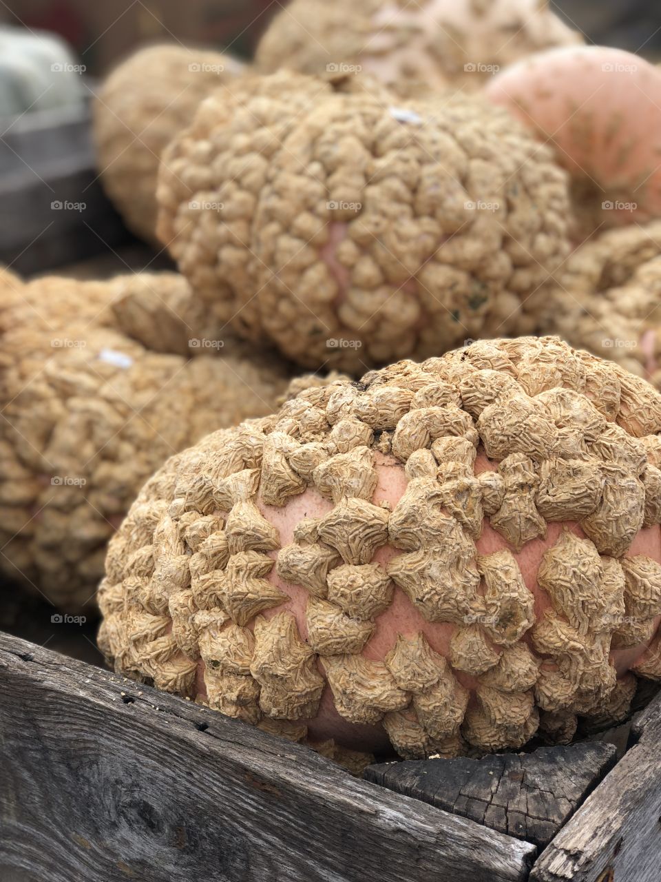 Sweet Peanut pumpkins from Lynds Farm Market 