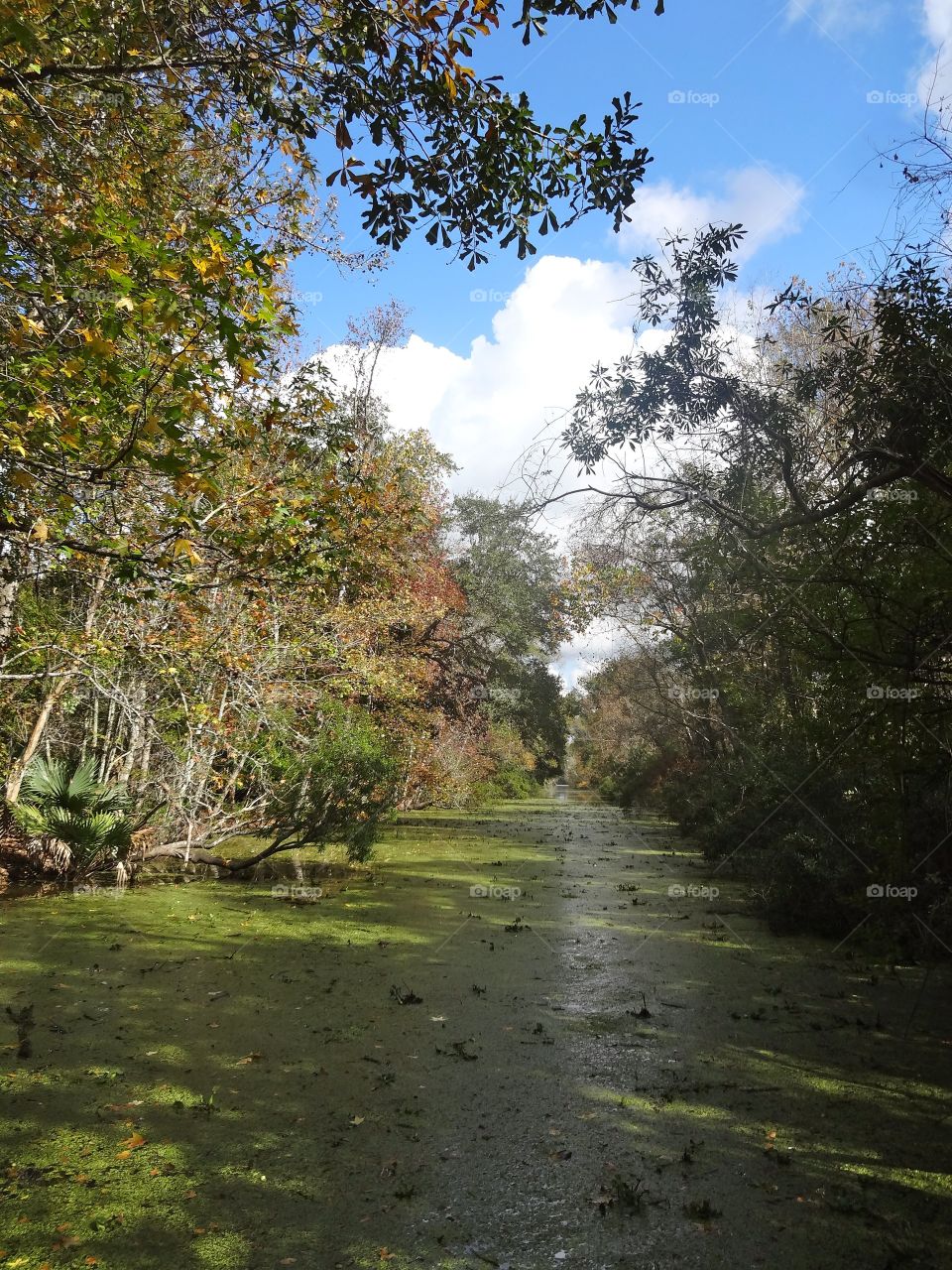 Bayou in New Orleans 