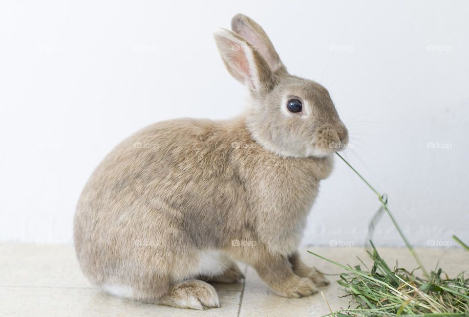 beige domestic rabbit nibbles green grass easter bunny, symbol of 2023