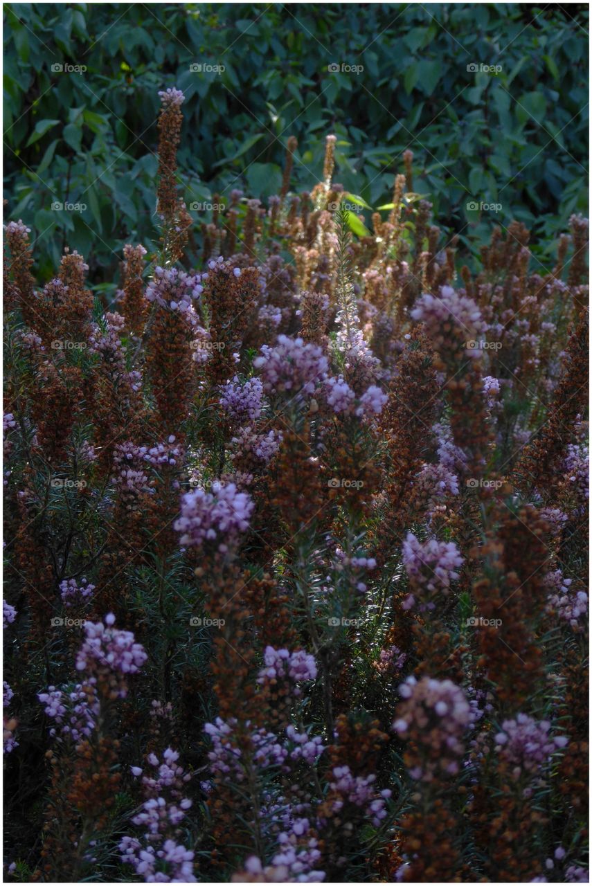 Beauty of the Heather