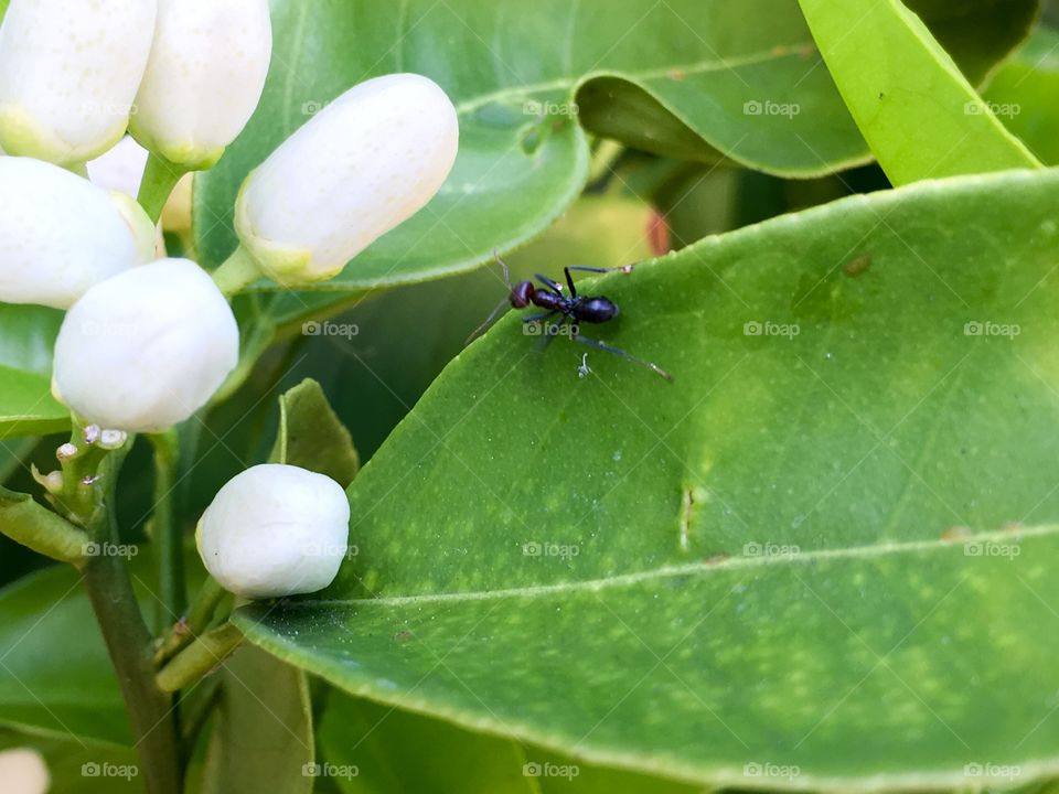 Ant on a budding orange tree leaf, orange blossoms are appealing to Australian ants