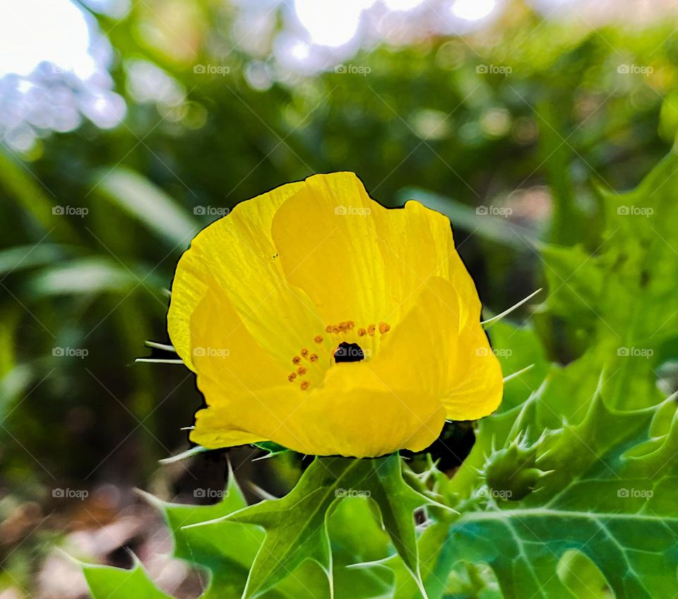 Yellow flower 