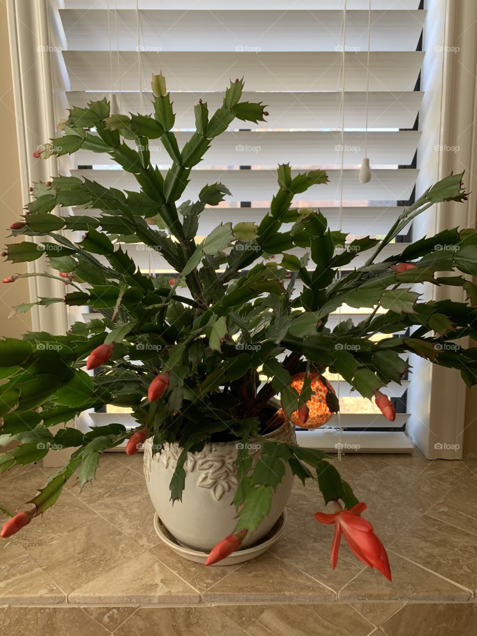 Christmas Cactus