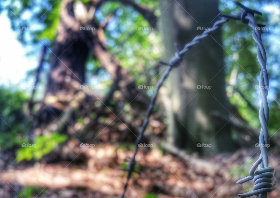 barb wire forest