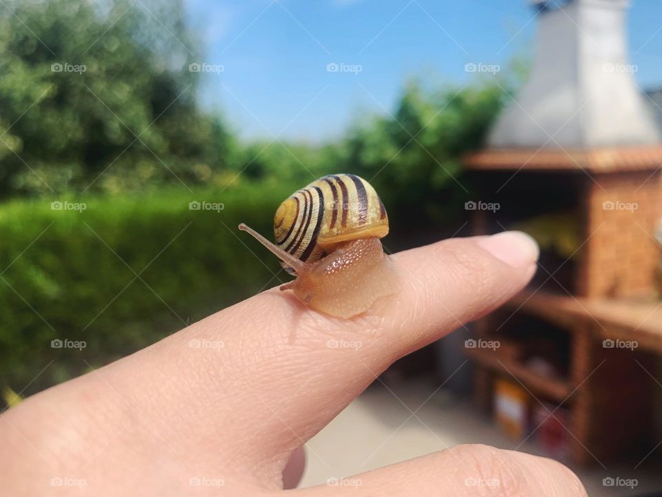 A snail on my finger