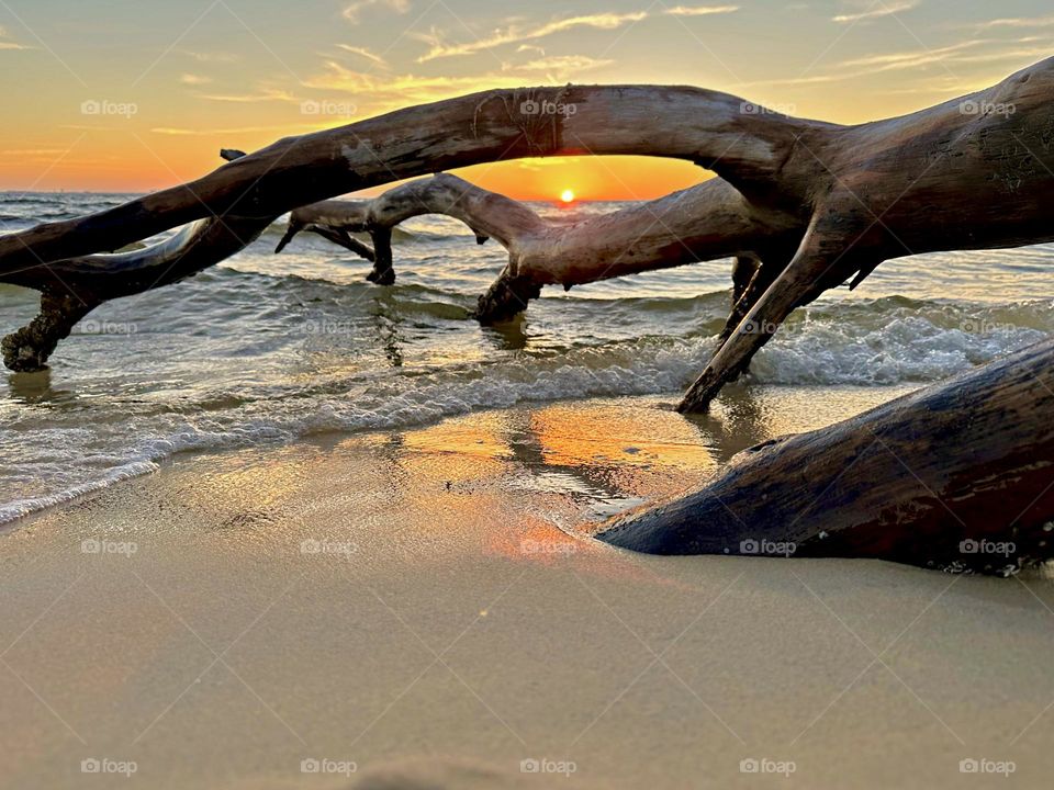 A magnificent sunset with a silhouette of driftwood that was washed onto the beach by the action of winds, and waves.