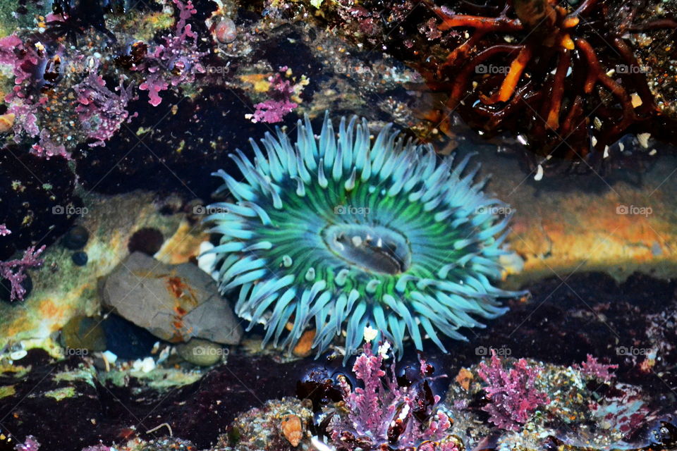 Shell Beach creature