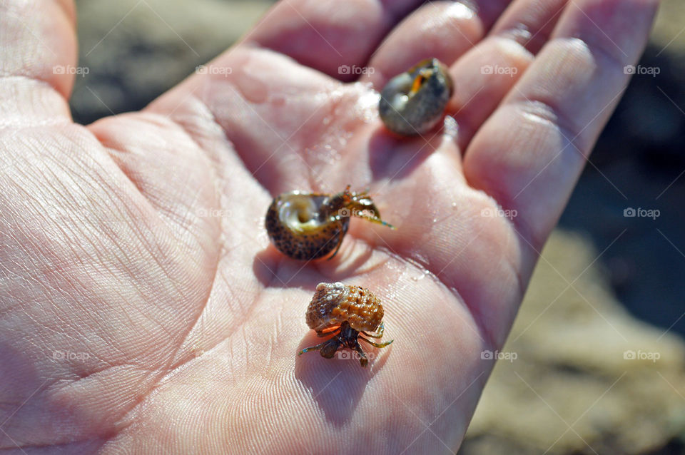 hermit crabs