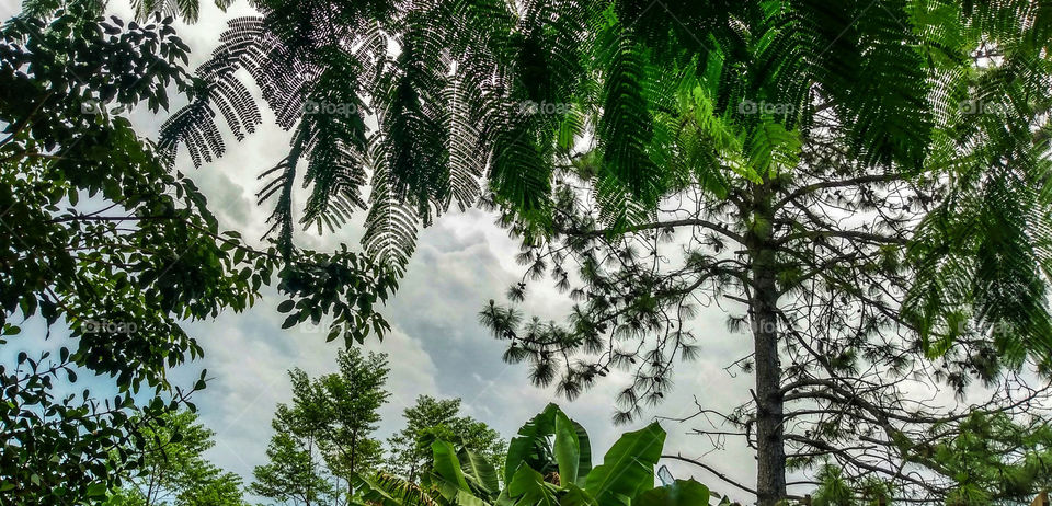 forest and storm sky