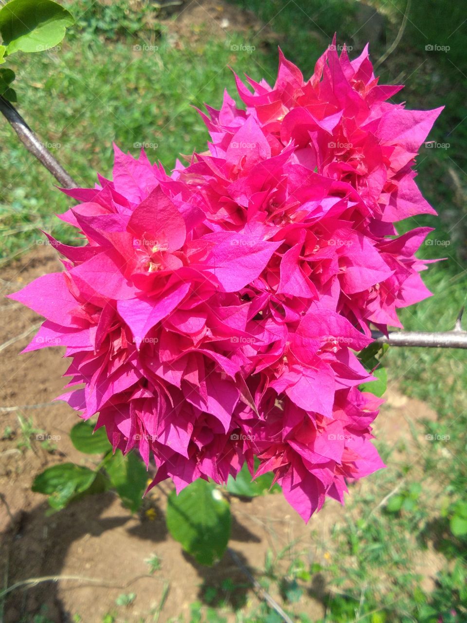 flowers with red colour