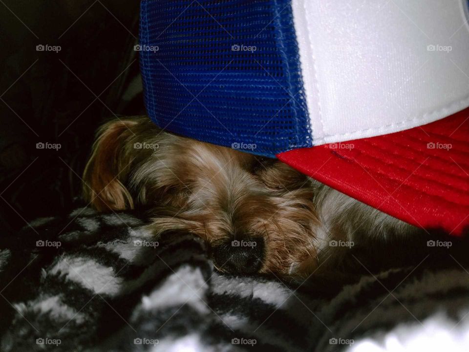 Little cute Yorkshire sleeping under a baseball cap. Very cute, warm on a blanket. Little puppy sleeping.