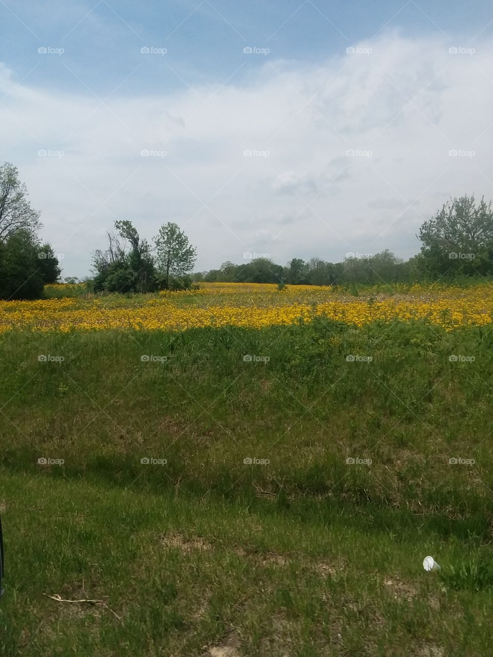 Beautiful yellow floral field Ross County Chillicothe, Ohio