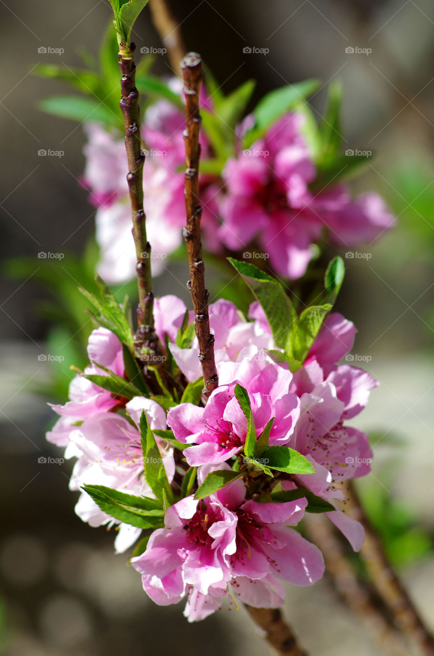 Close-up of pink flower