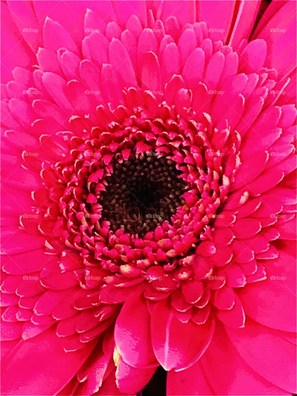 Pink Gerber Daisy