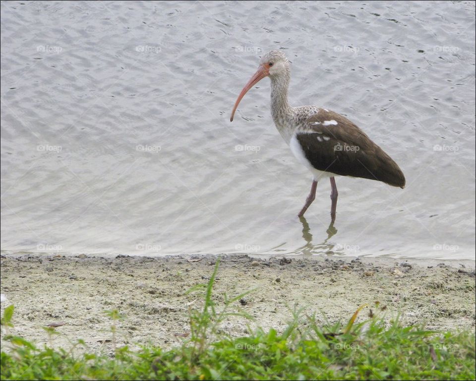Juvenile Ibis