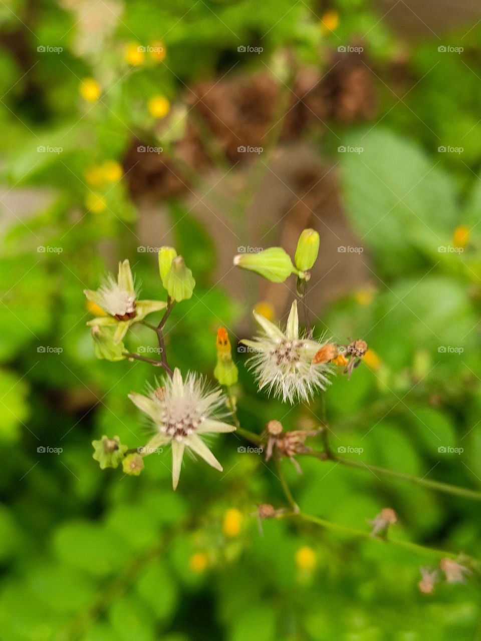 Oriental Hawksbeard