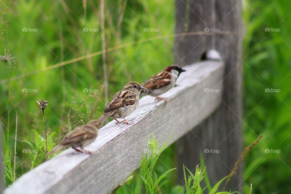 birds celebrating spring