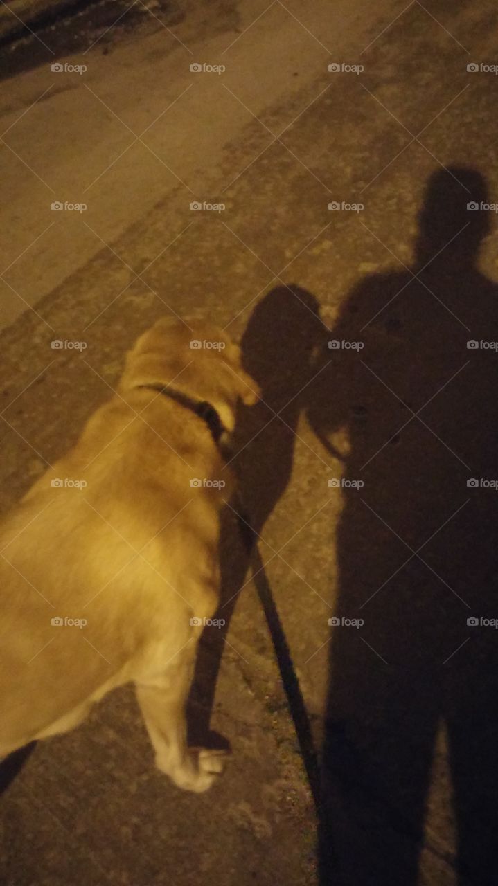 yellow lab shadow