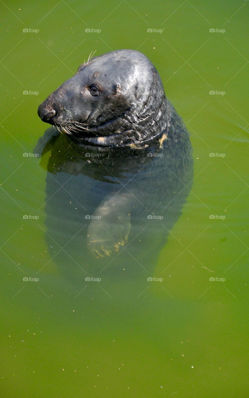 The Baltic Sea seal 