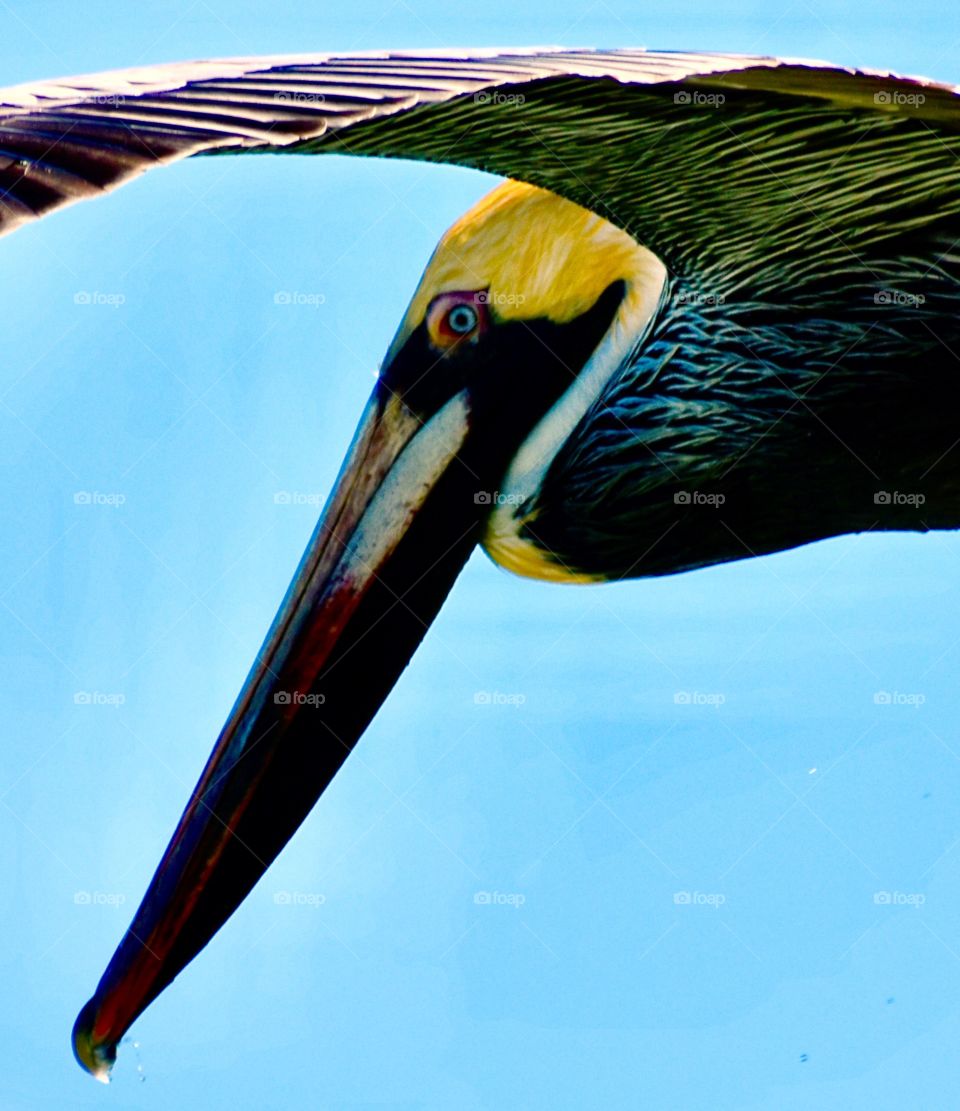Pelican in flight