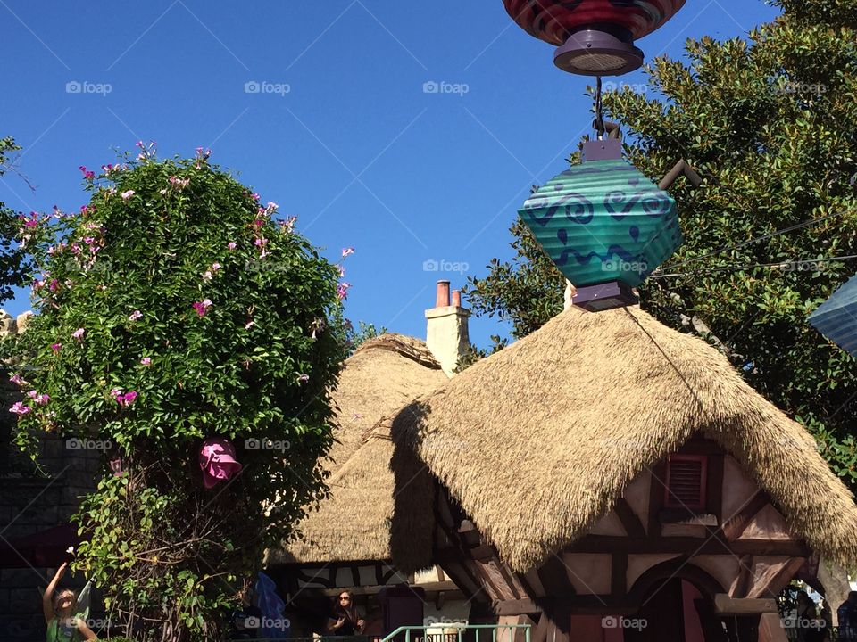 Above Tea Cups at Disneyland 