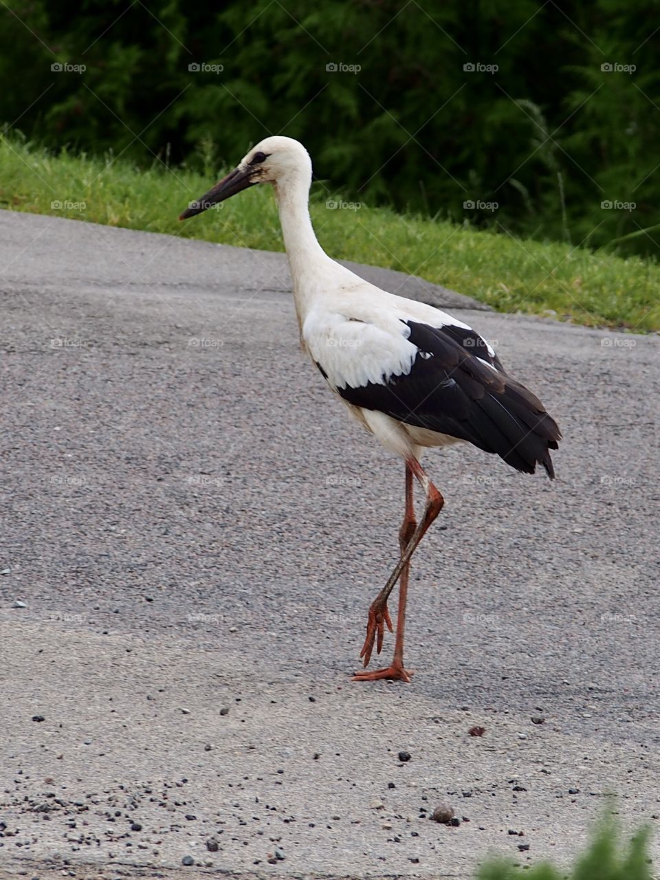 Stork on the road