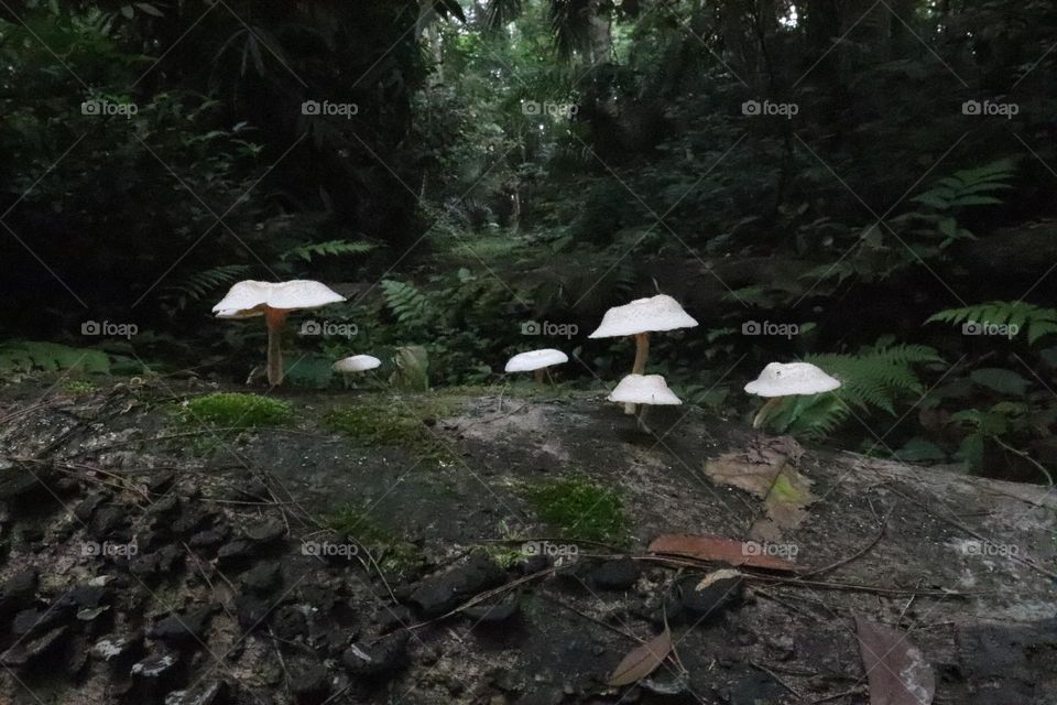 Mushroom in the city forest