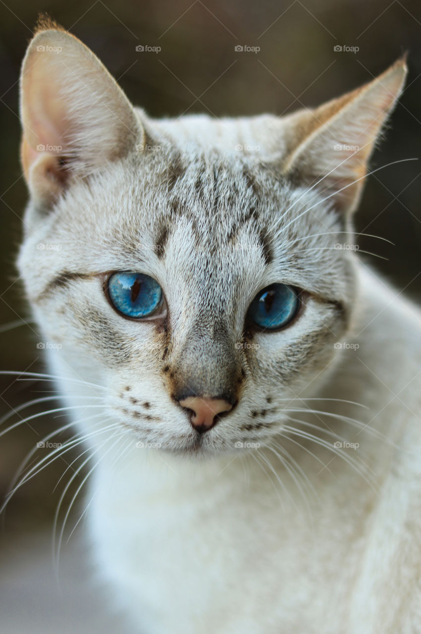 Cat with Blue Eyes