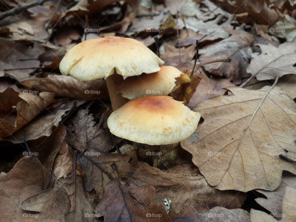 Close-up of sulphur tuft mushroom