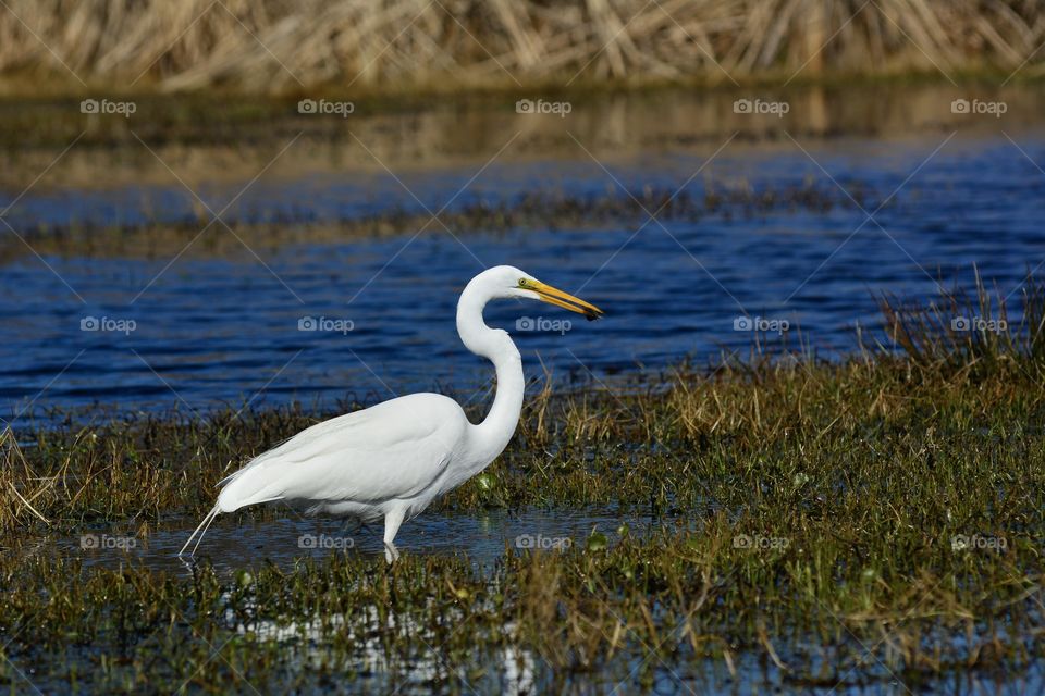 White egret
