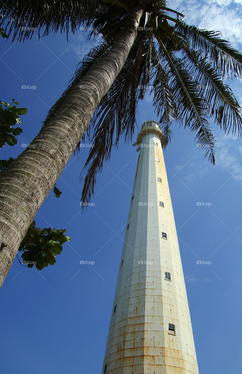 lighthouse and coconut tree