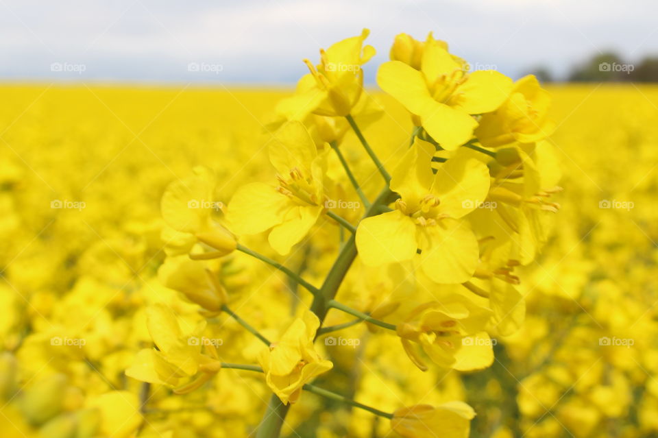 Rapefield blossom, Sweden, Skåne