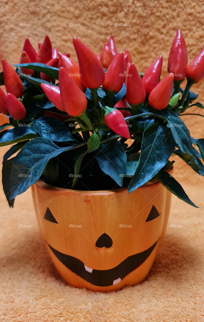 Halloween pumpkin or vase?