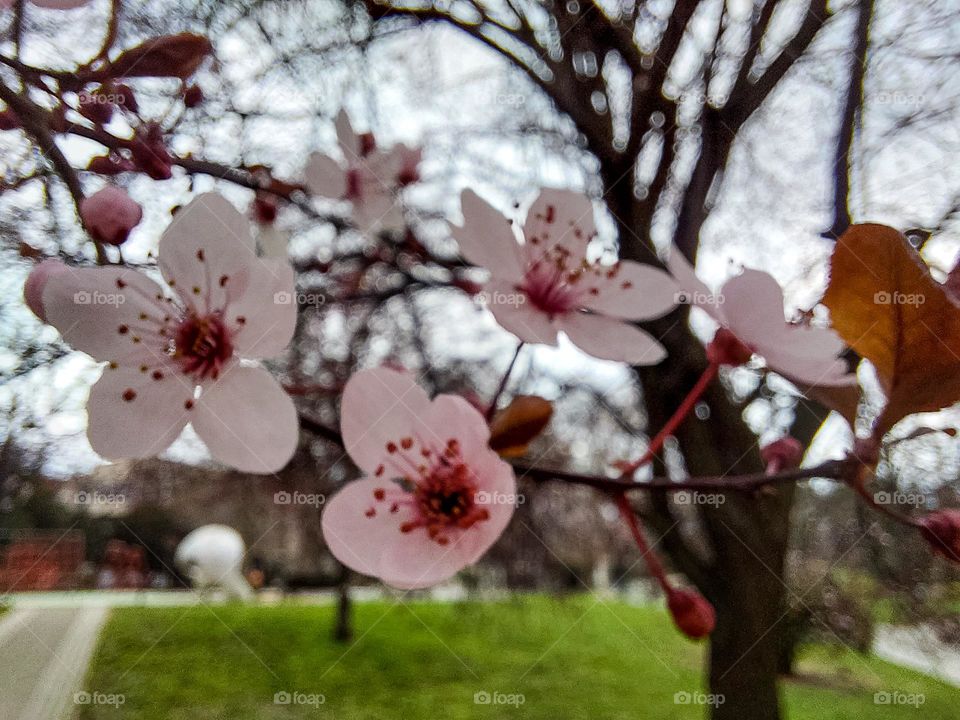 Red cherry bark tree blooming