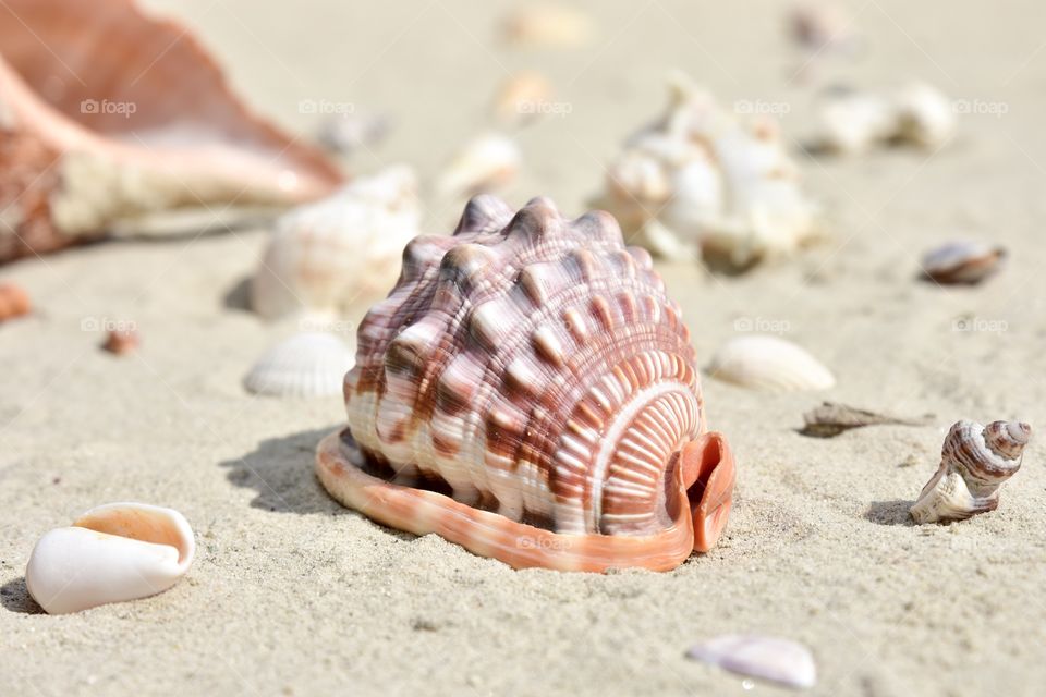 Various animal shells on sand