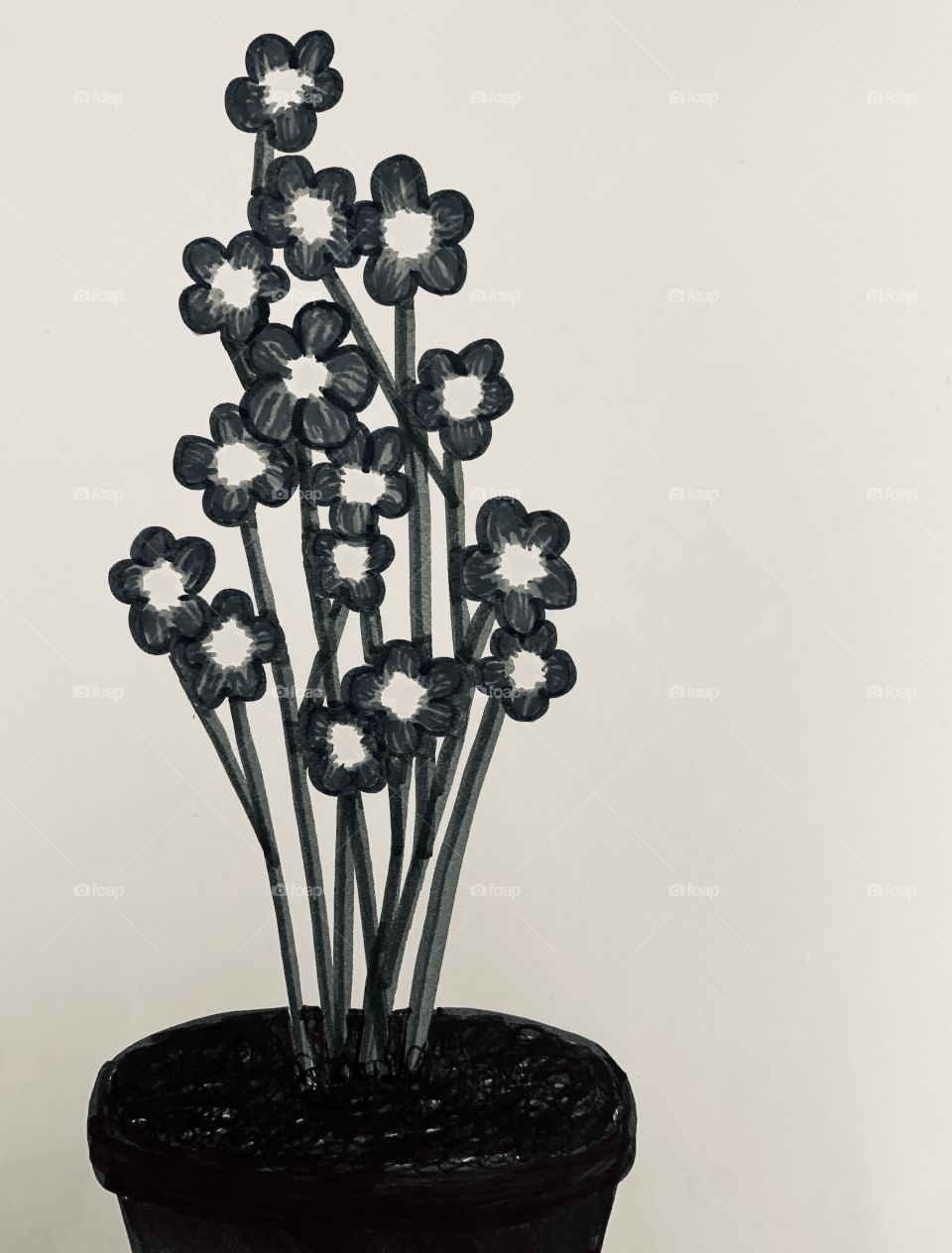 Black and white photo of forget me not flowers 