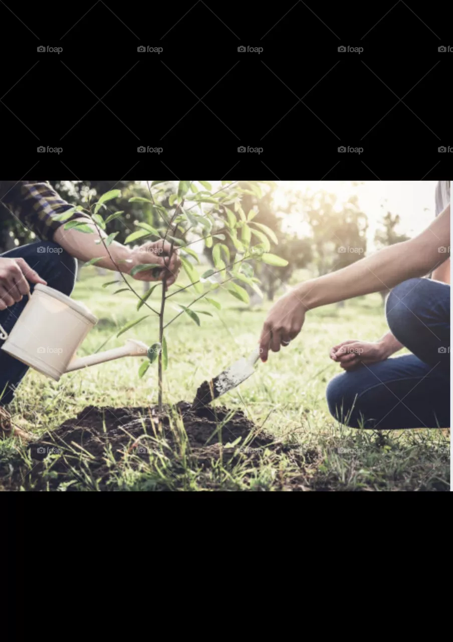 Plants