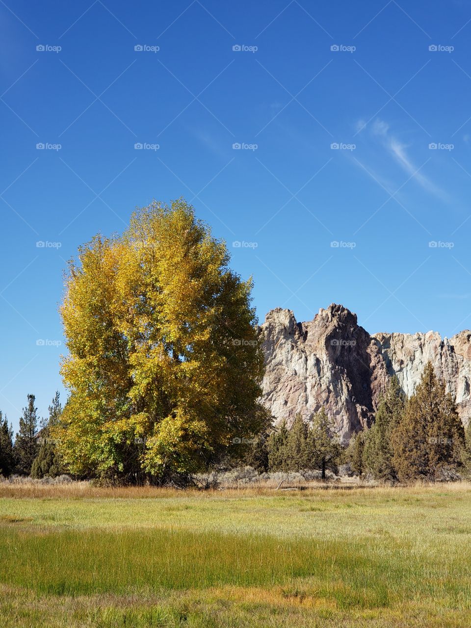 A tall tree covered in golden leaves in their vibrant fall colors in a farm field with the incredible rugged Smith Rocks in the background and bright blue sky on a sunny autumn day in Central Oregon.