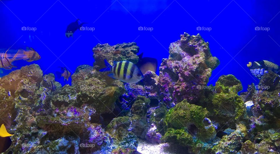 Beautiful aquarium 