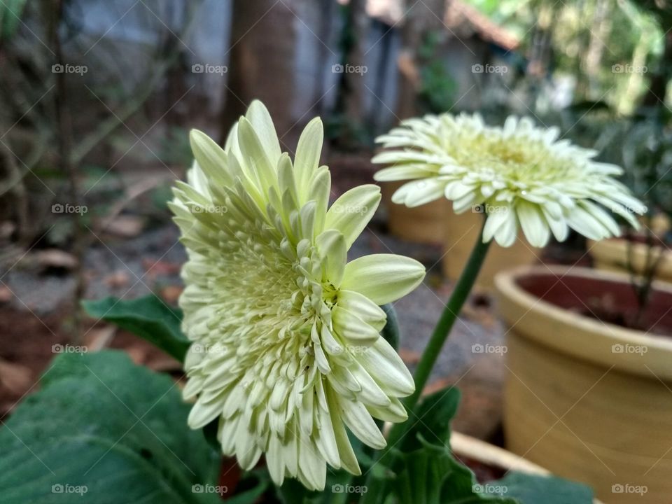 Home Garden flower(jerapara)